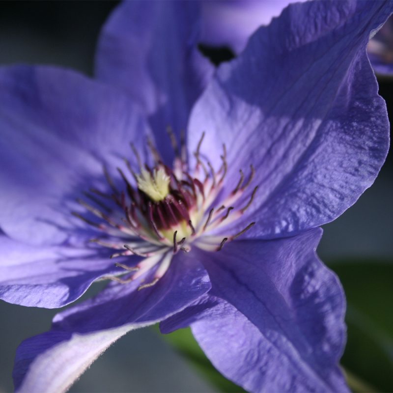 Loistokärhö 'The President' Clematis 'The President'