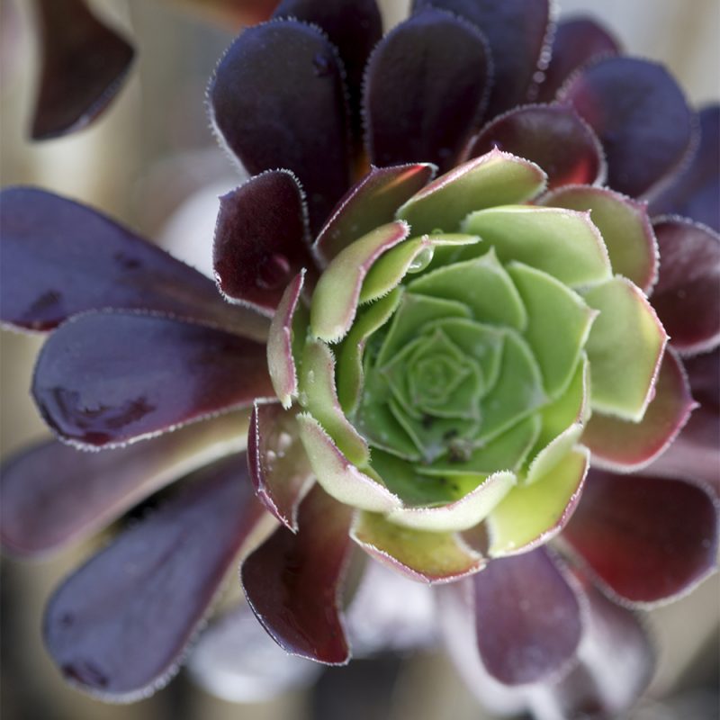 Loistomehipuu Aeonium arboreum 'Schwartzkopf'