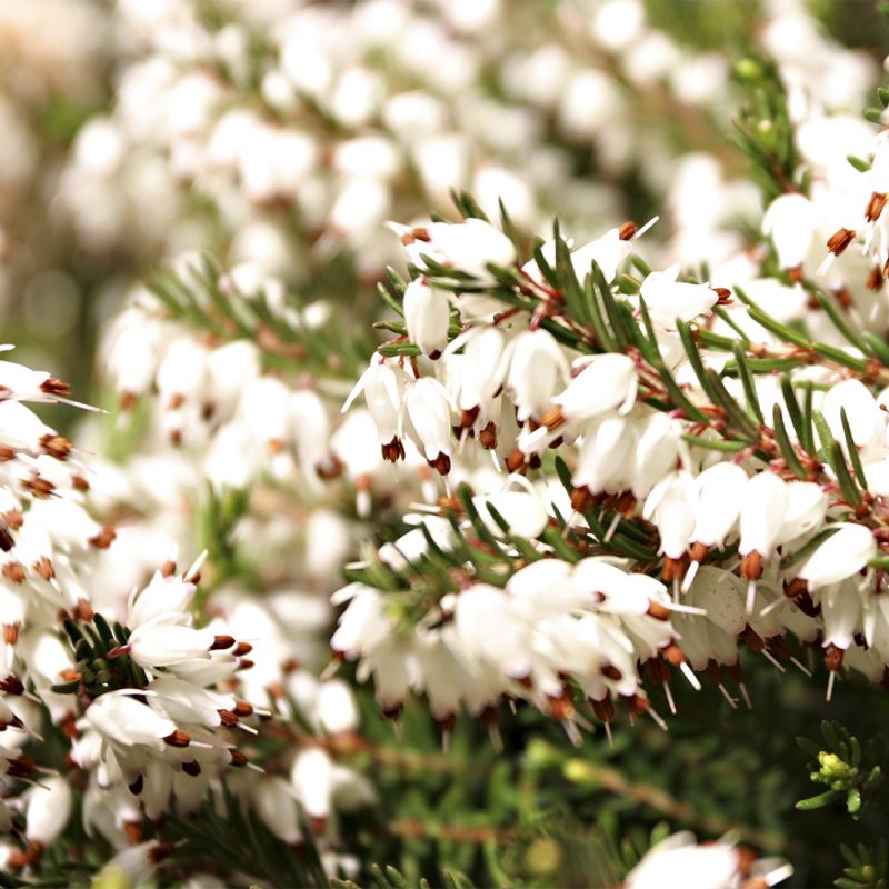 Lumikellonkanerva Erica carnea