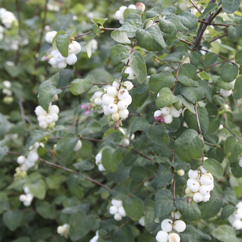 Lumimarja Symphoricarpos albus var. Laevigatus