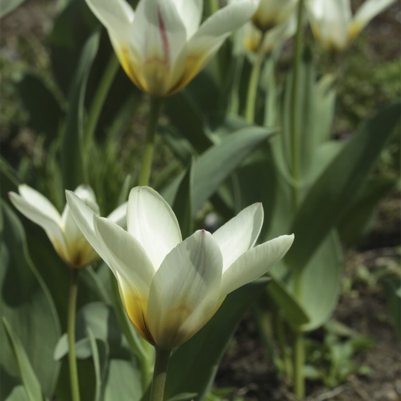 Lummetulppaani Tulipa kaufmanniana ja Kaufmanniana -ryhmä