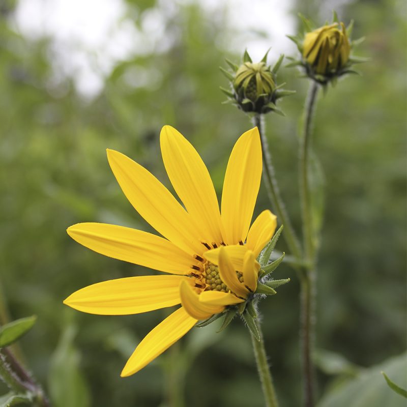 Maa-artisokan Helianthus tuberosus kukka