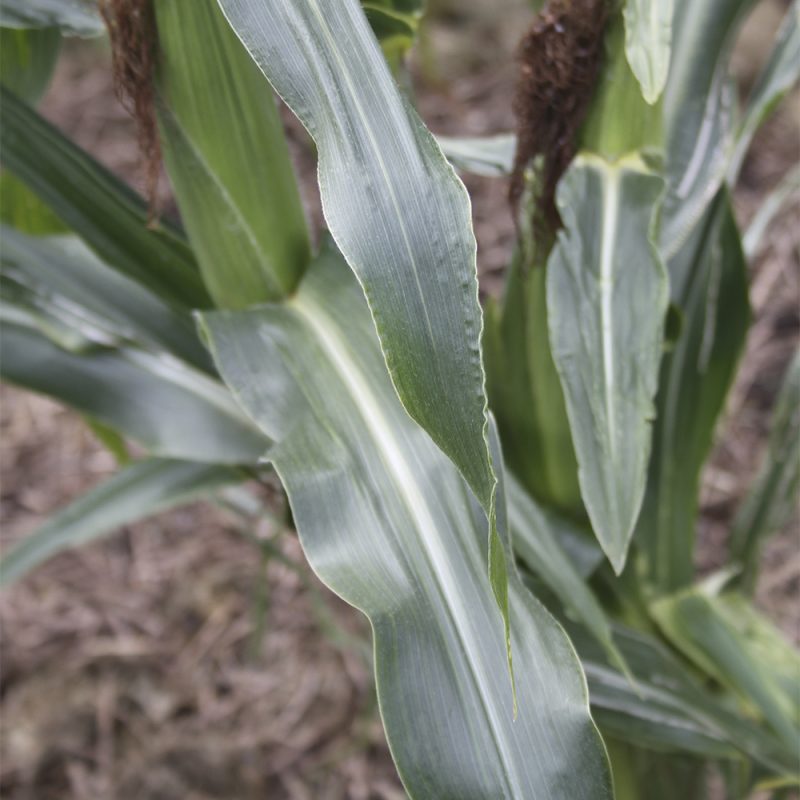 Maissi Zea mays var. saccharata