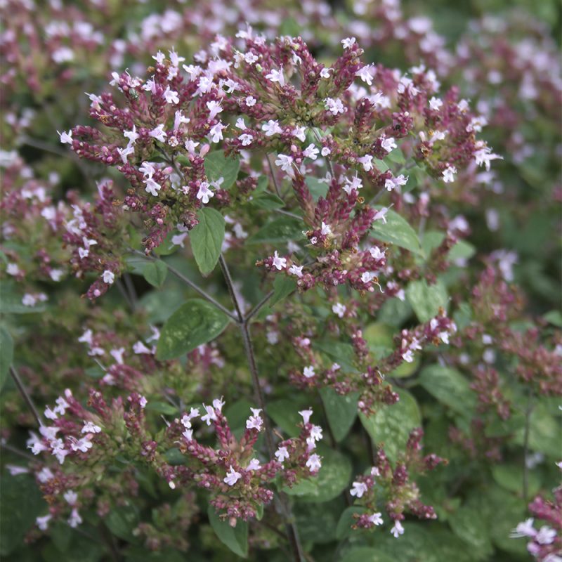 Mäkimeirami Oregano