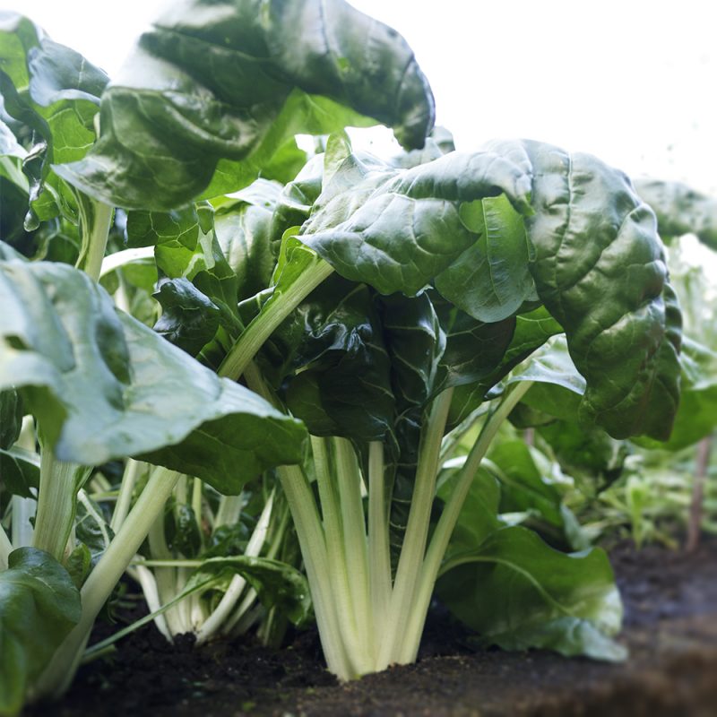 Mangoldi Beta vulgaris var. cicla, Beta vulgaris var. flavescens mullassa