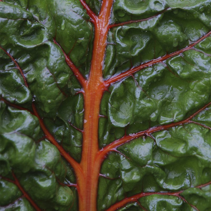 Mangoldi Beta vulgaris var. cicla, Beta vulgaris var. flavescens, lähikuva