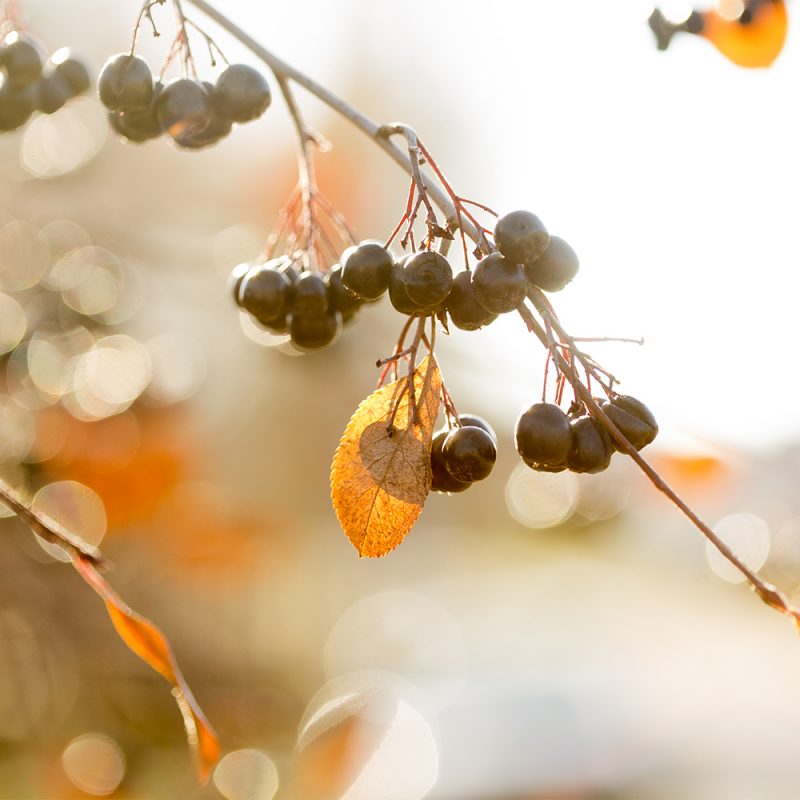 Marja-aronia Aronia Prunifolia-ryhmä