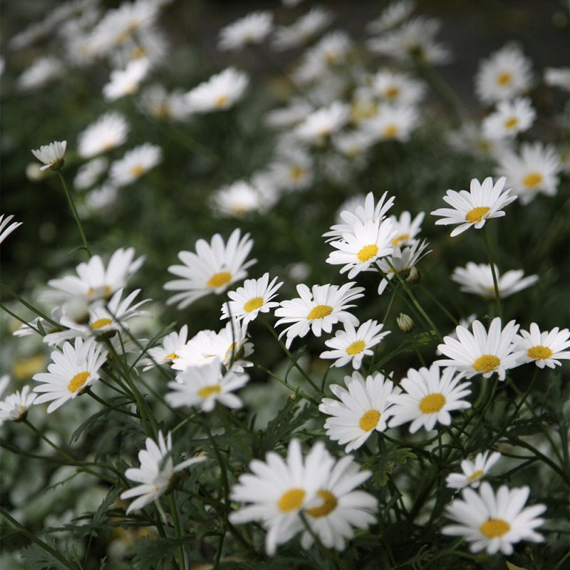 Marketta Argyranthemum frutescens