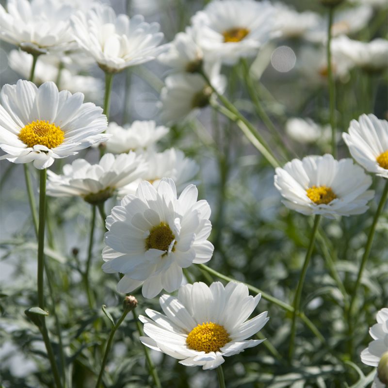 Marketan Argyranthemum frutescens valkoinen kukka