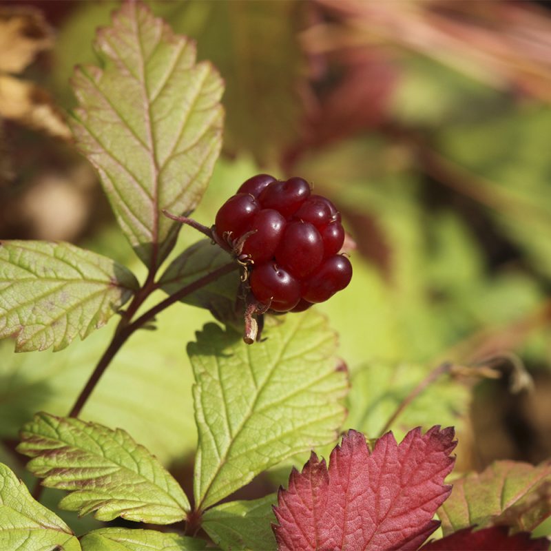 Mesimarja Rubus arcticus