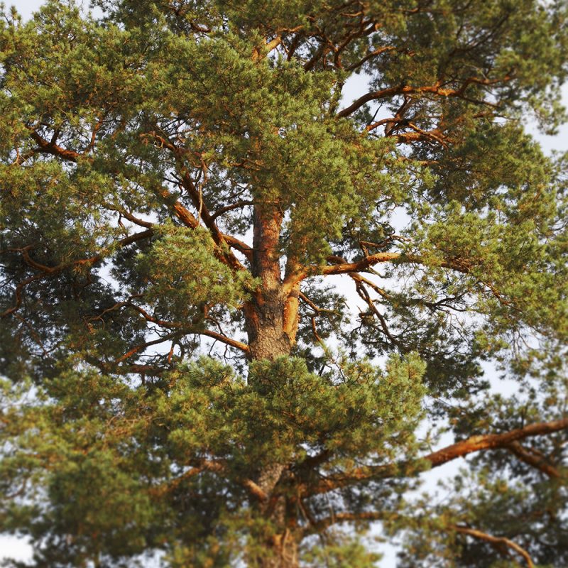 Metsämänty Pinus sylvestris