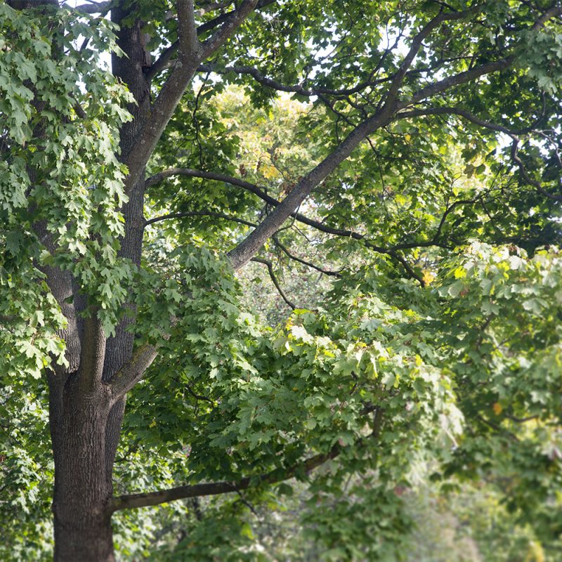 Metsävaahtera Acer platanoides