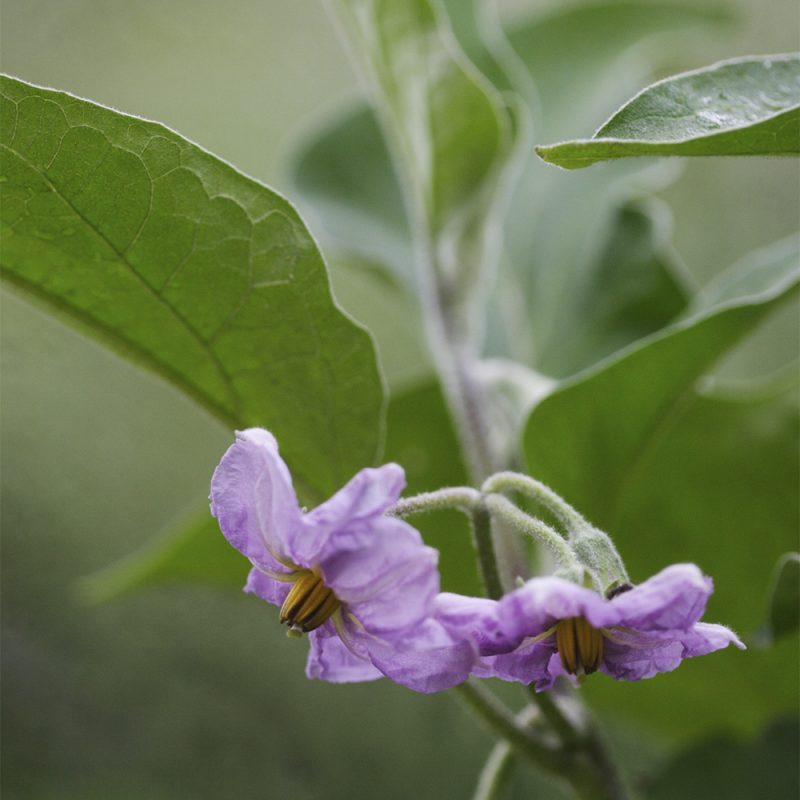 Munakoison solanum melongea ophelia kukka