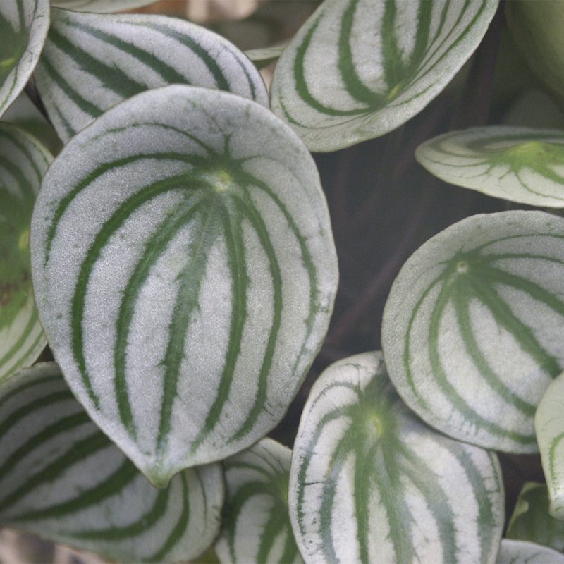 Muorinkukan Peperomia sp. lehti