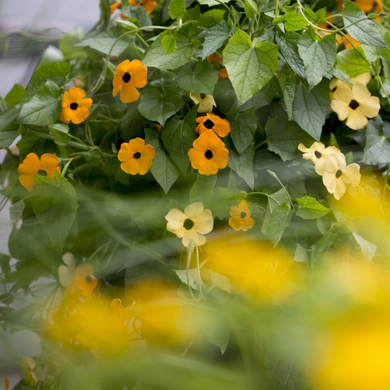 Mustasilmäsusanna Thunbergia alata, oranssi