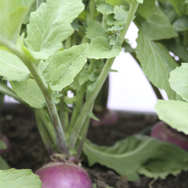 Nauris Brassica rapa