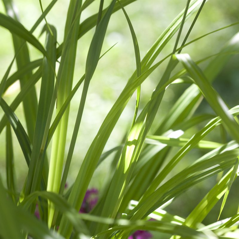 Nuokkusara Carex pendula