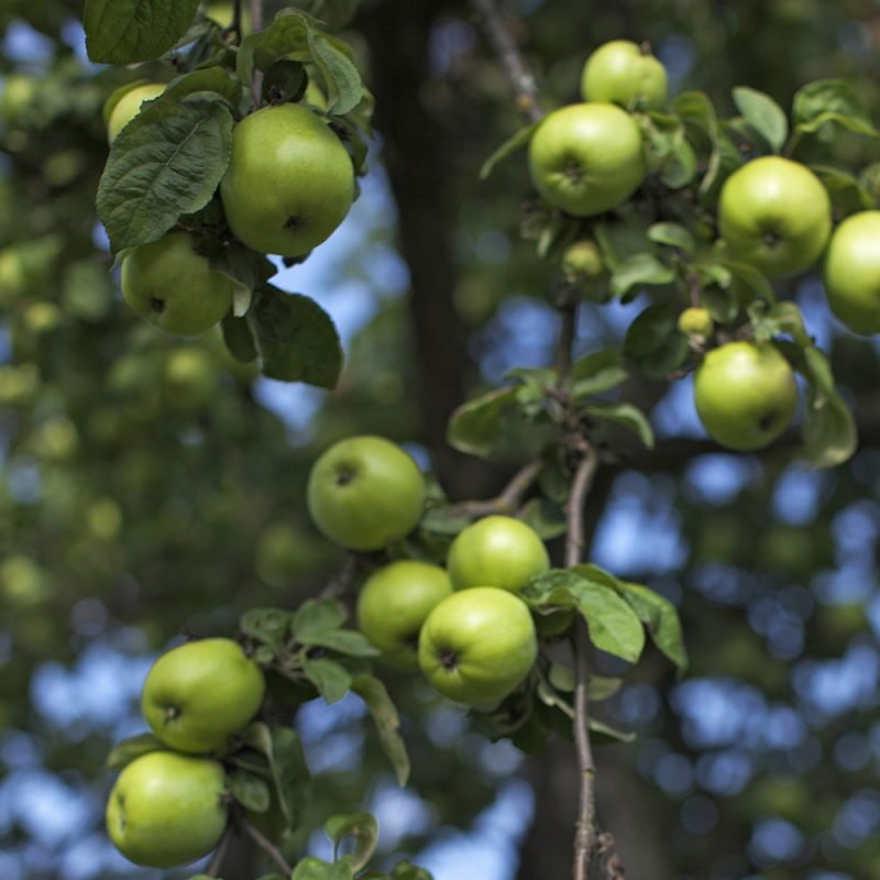 Omenapuu Malus domestica