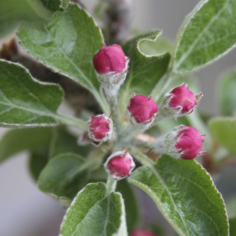 Omenapuu Malus domestica kukkii