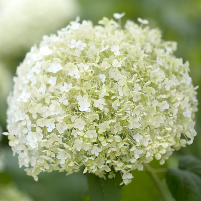 Pallohortensian Hydrangea arborescens näyttävä kukinto