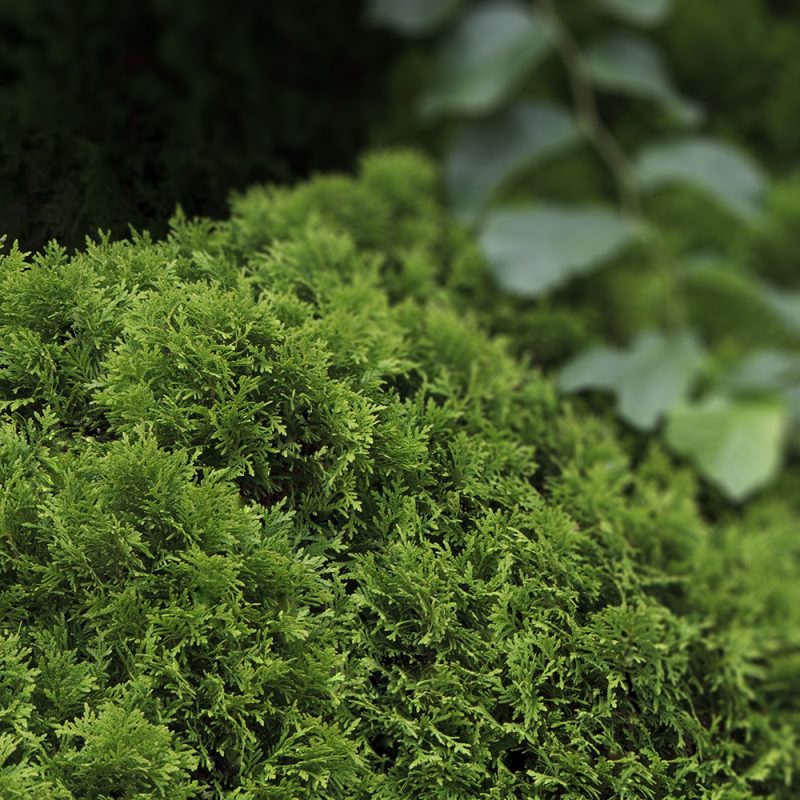 Pallotuija Thuja occidentalis pehmeät neulaset