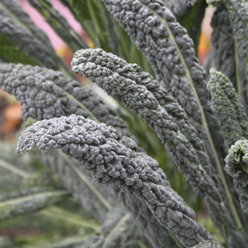 Palmukaali Brassica oleracea var. sabellica.