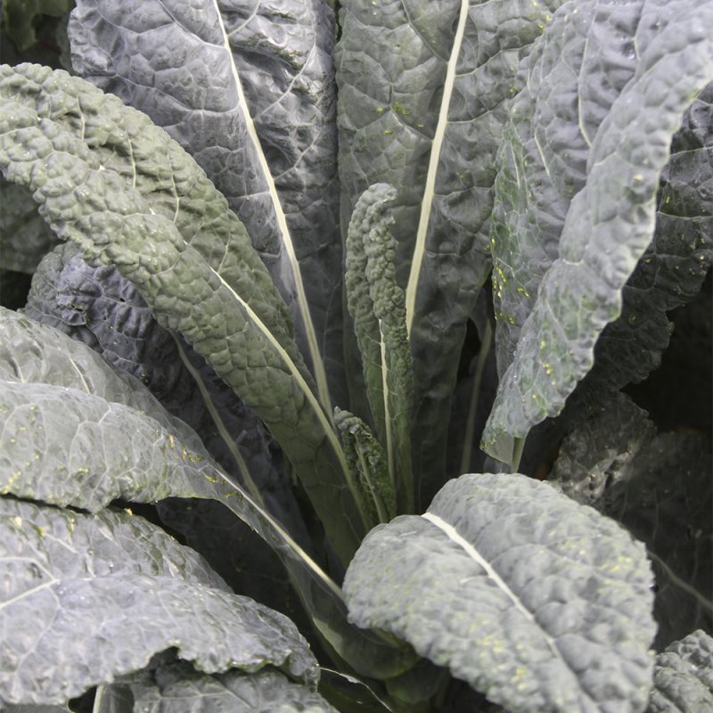 Palmukaali Brassica oleracea var. sabellica., läheltä