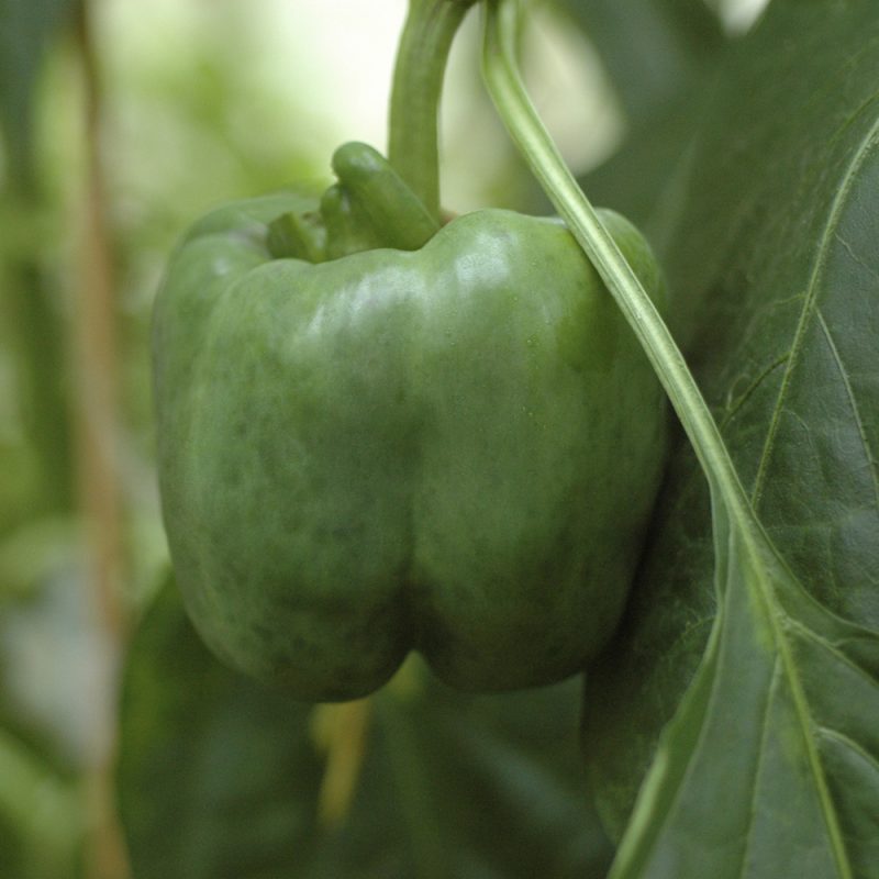 Paprika Capsicum annuum