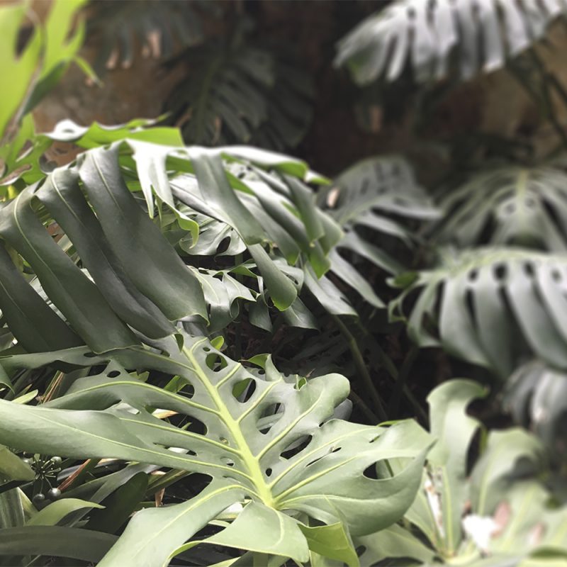 Peikonlehti Monstera deliciosa