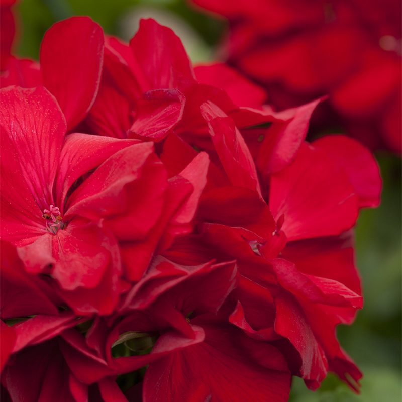 Pelargoni Pelargonium punainen