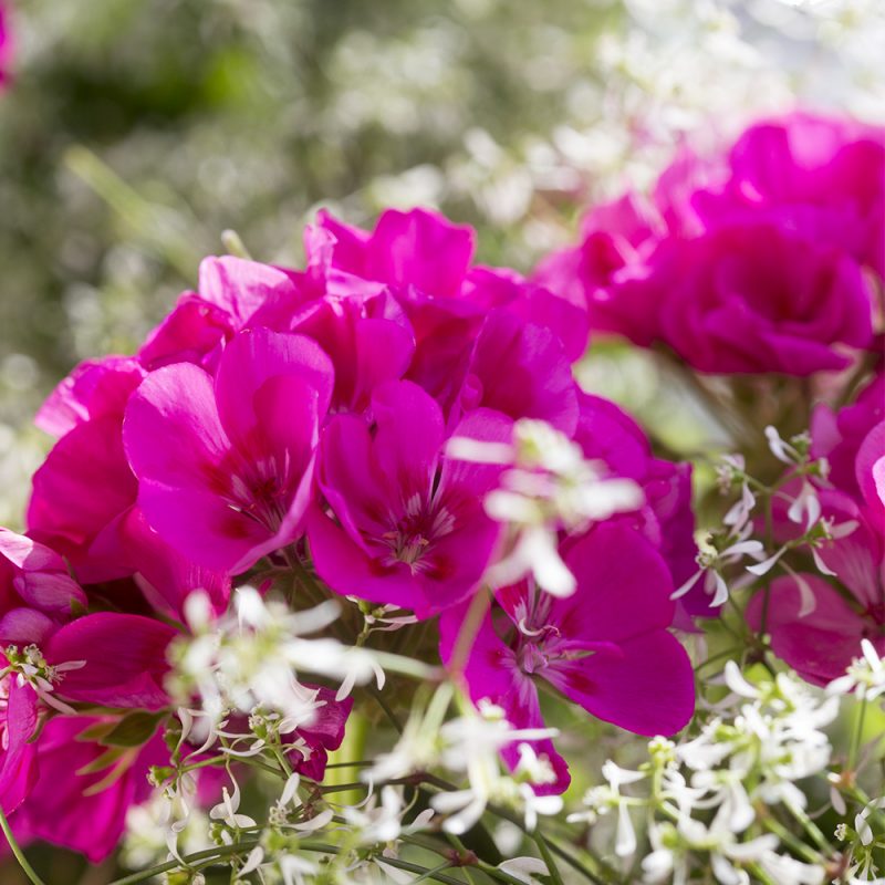 Pelargoni Pelargonium pinkki