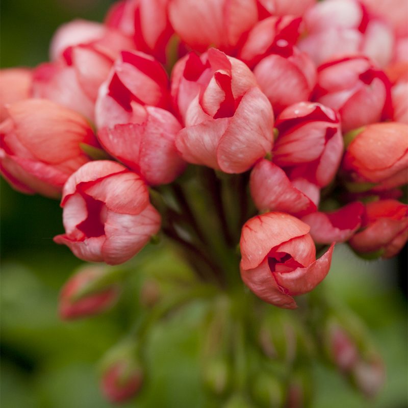 Pelargoni Pelargonium lohenpunainen