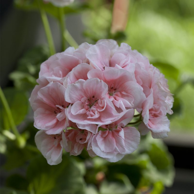 Pelargoni Pelargonium vaaleanpunainen