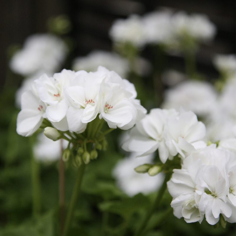 Pelargoni Pelargonium valkoinen