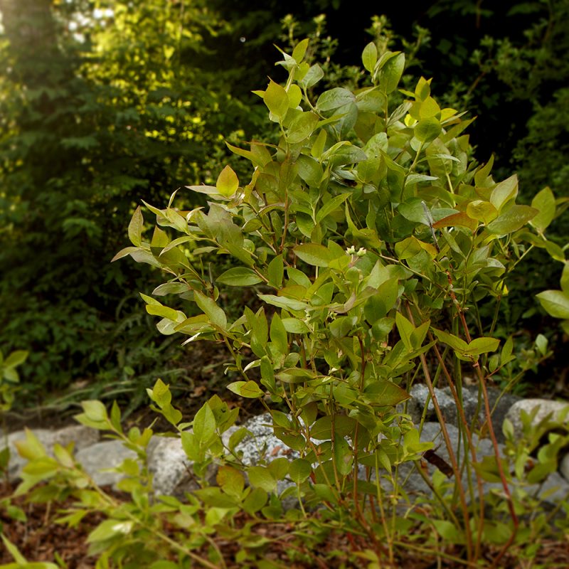 Pensasmustikka Vaccinium Angustifolium