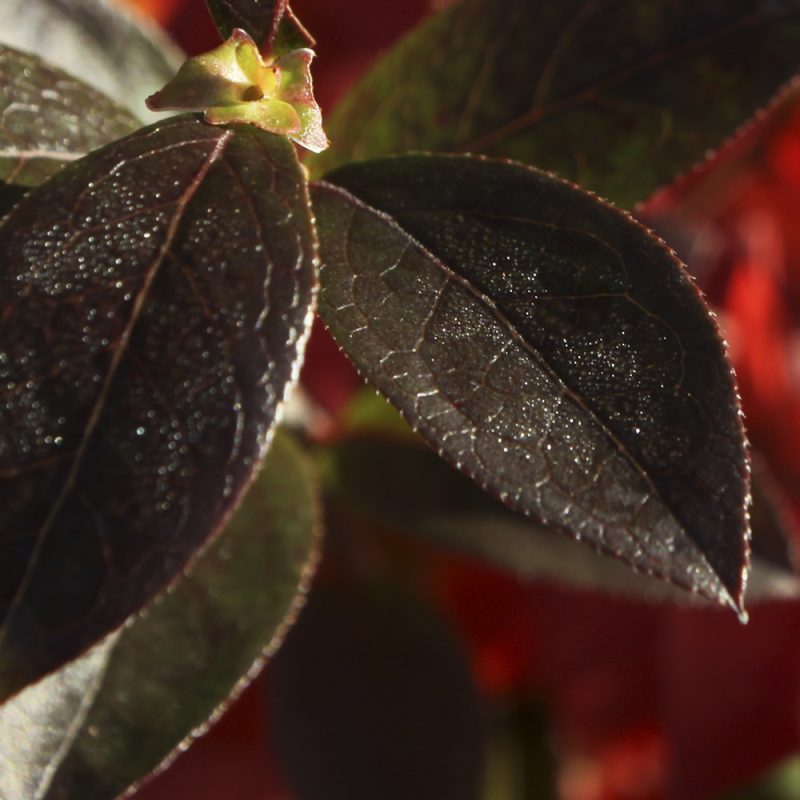 Pensasmustikan Vaccinium Angustifolium syysväri