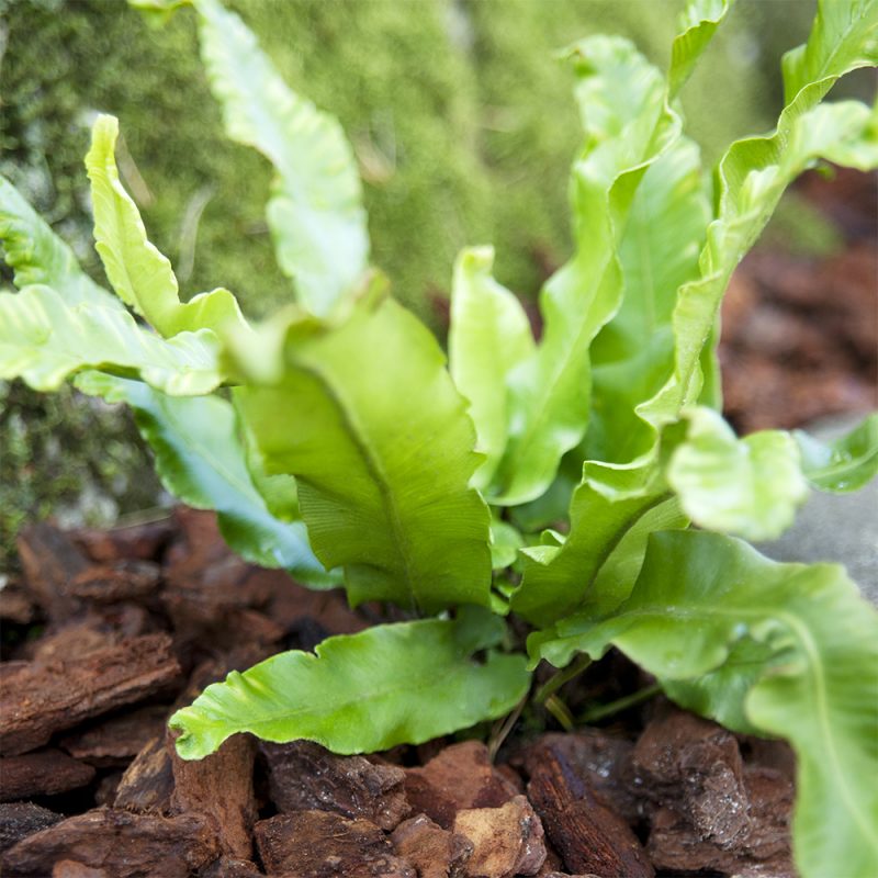 Pesäraunioinen Asplenium nidus