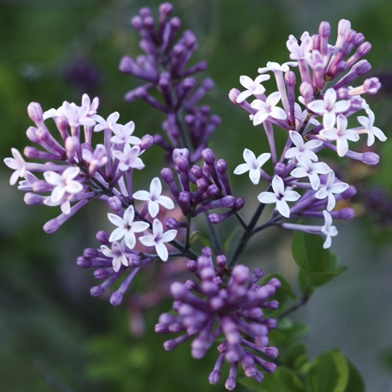 Pikkusyreeni Syringa meyeri ’Palibin’