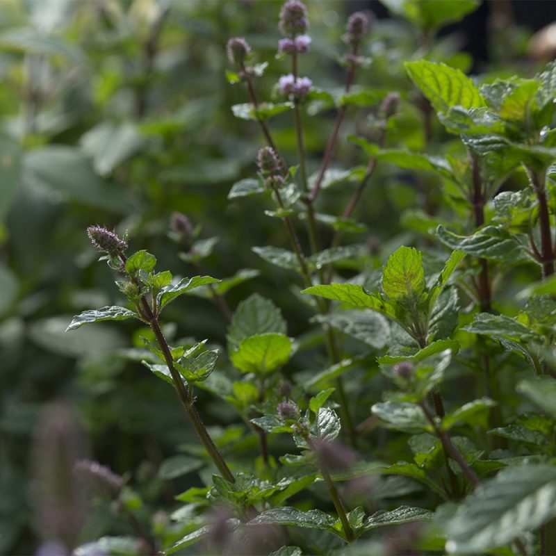 Piparminttu Mentha x piperita