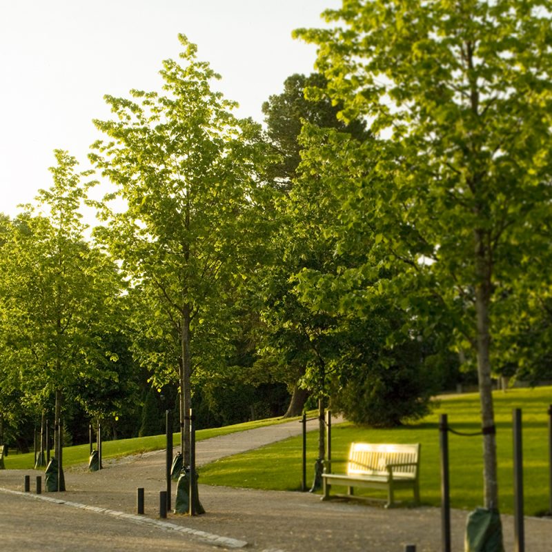 Puistolehmus Tilia × vulgaris