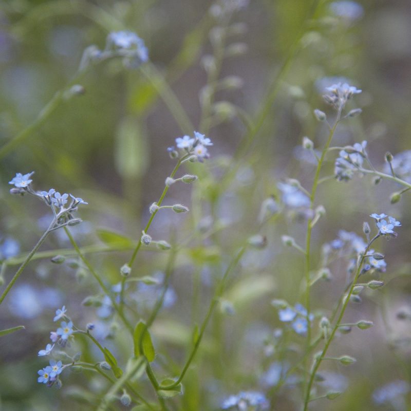 Puistolemmikki Myosotis sylvatica