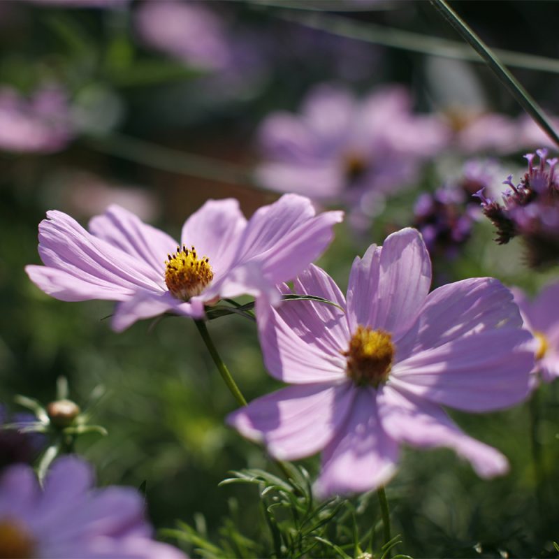 Punakosmoskukka Cosmos bipinnatus