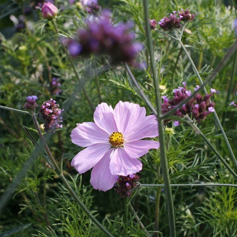 Punakosmoskukan Cosmos bipinnatus vaaleanpunainen kukka