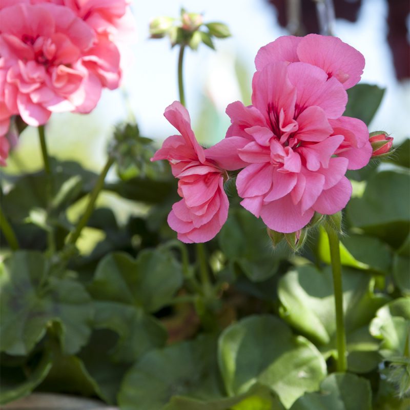 Riippapelargoni Pelargonium peltatum, vaaleanpunainen