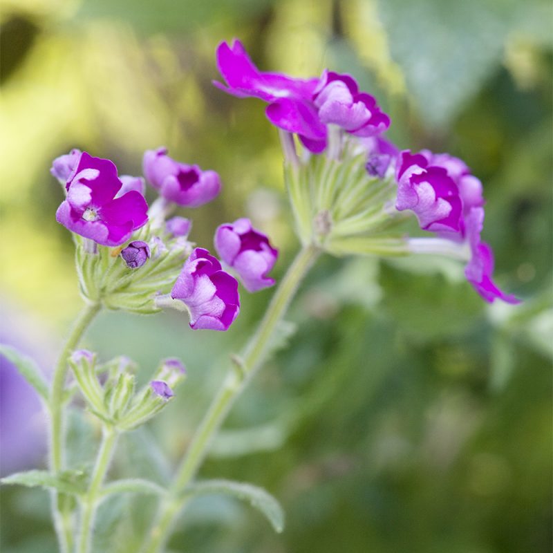 Riippaverbena Verbena bipinnatifida, lila