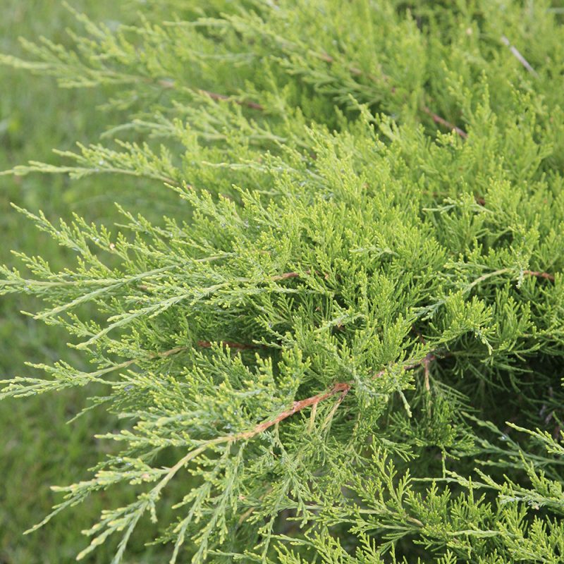 Rohtokatajan Juniperus sabina pehmeät neulaset