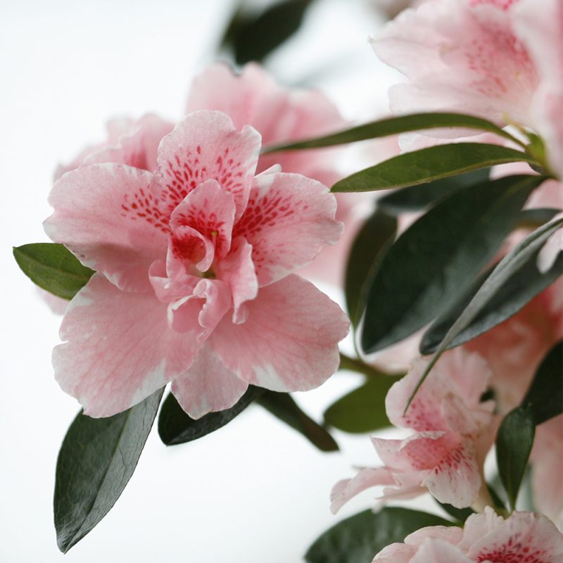 Ruukkuatsalea Rhododendron Simsii -ryhmä