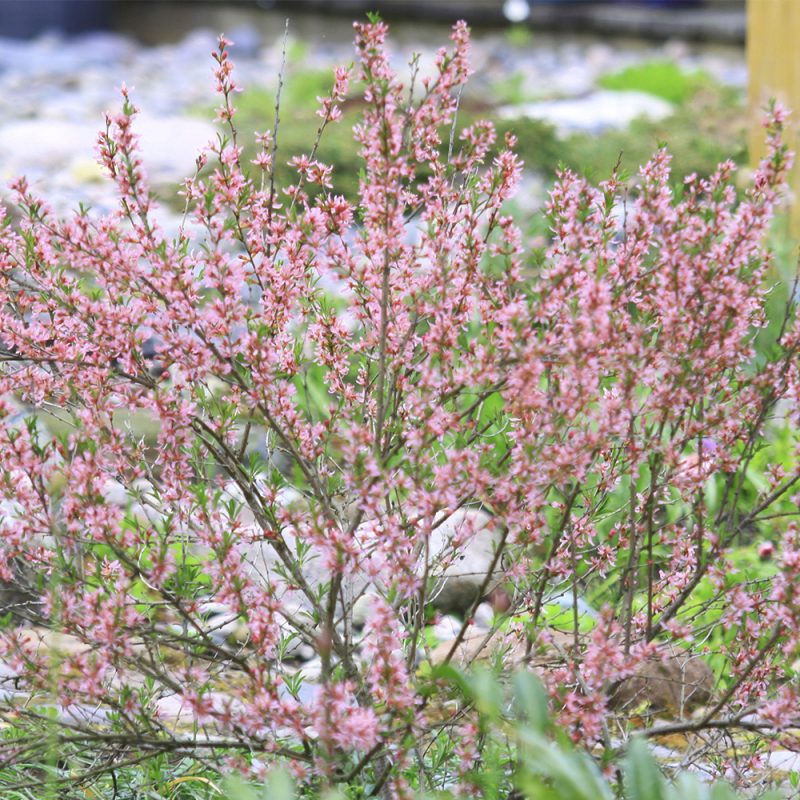 Ruusumanteli Prunus triloba