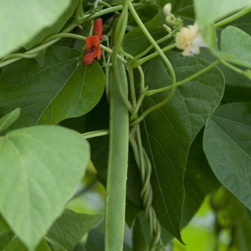 Ruusupapu Phaseolus coccineus