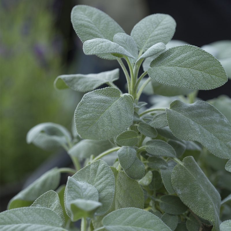 Ryytisalvia Salvia officinalis